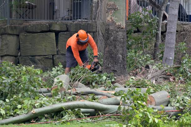 Seasonal Cleanup (Spring/Fall)